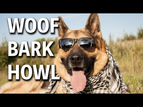 Woof Bark Howl | Young Jeffrey’s Song of the Week
