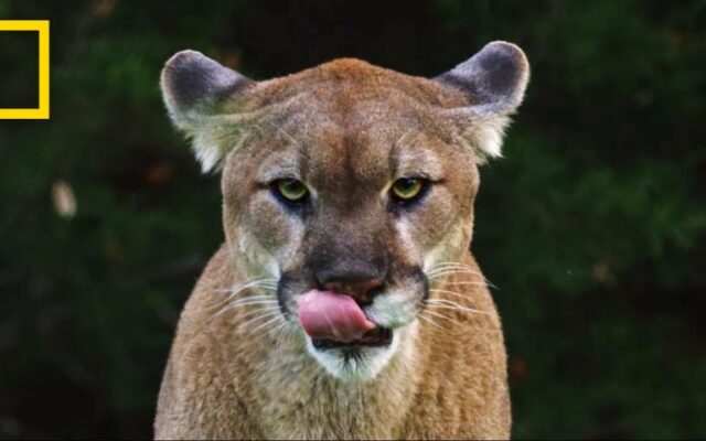 Mountain Lions blamed for halting new developments in Bay Area town