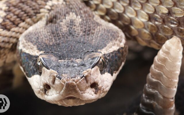 Rattlesnake population booming in CA, experts warn